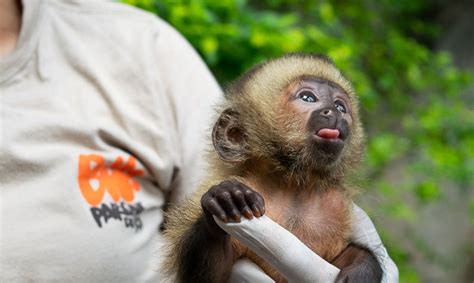 10 Curiosidades Sobre Os Macacos