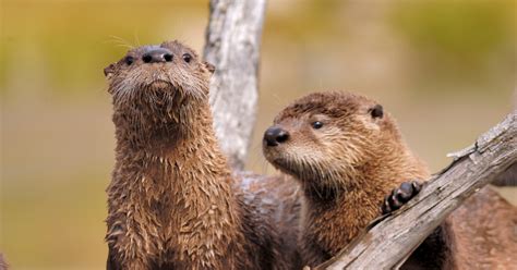 Facts On River Otters Simply Ecologist