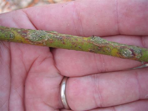 The Nc Blueberry Journal Blueberry Stem Canker