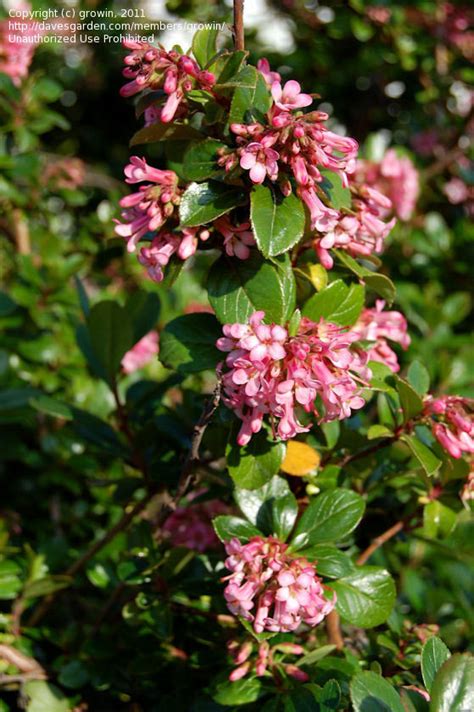 Plantfiles Pictures Escallonia Pink Princess Escallonia X Exoniensis By Growin