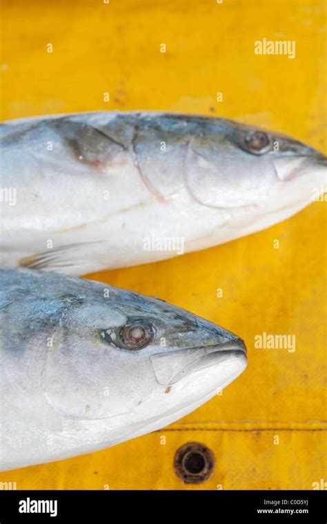 Yellowtail Or Amberjack Seriola Lalandi Fish Stock Photo Alamy