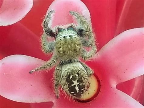 Jumping Spider Identification Pictures And Video Green Nature