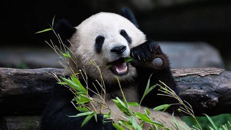 Giant Pandas Removed From Endangered Species List After Half Century