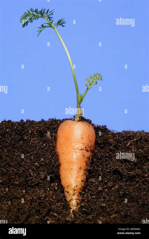 Does Carrot Grow Underground Exploring The Root Vegetables Growth