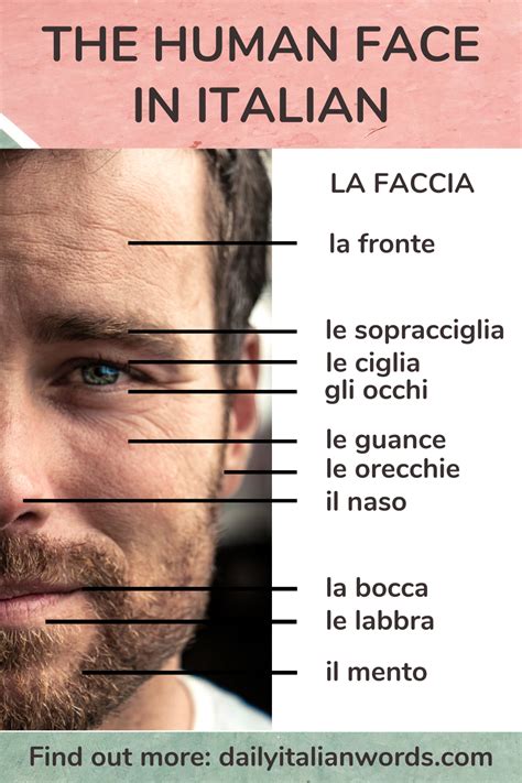 Here Are The Parts Of The Human Face In The Italian Language Find Out