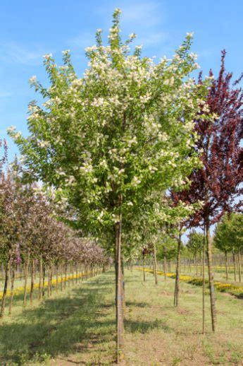 Prunus Maackii Amber Beauty Manchurian Cherry Nature First Trees