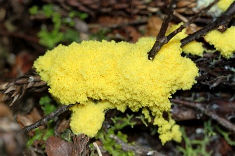 Maybe you would like to learn more about one of these? Dog Vomit Slime Mold Facts