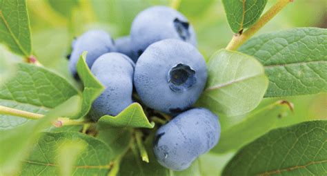 Blueberry Growing Guide Tui Planting Feeding And Caring