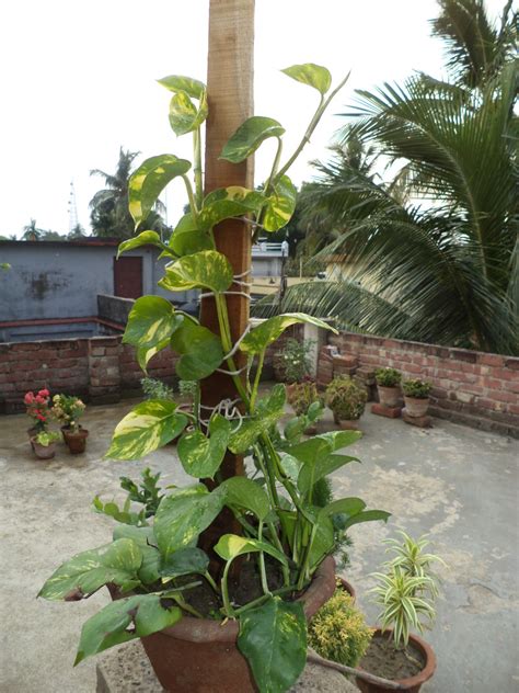Growing Pothos Money Plant In A Decorative Way Dengarden