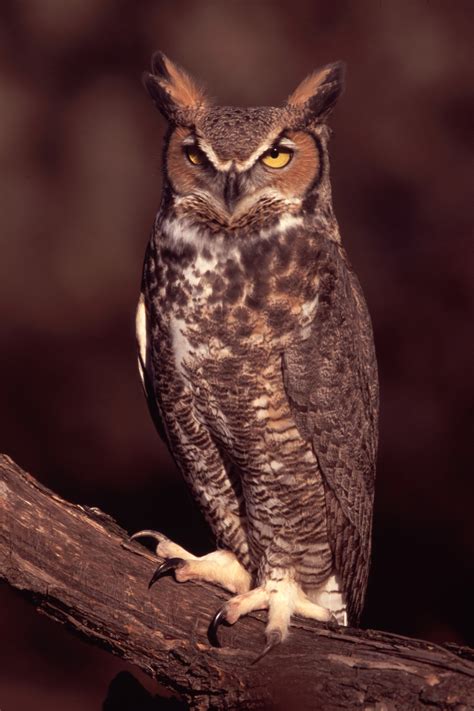Great Horned Owl The Raptor Center