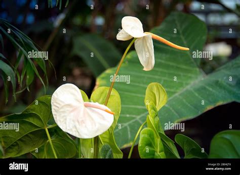 White Anthurium Flowering Plant Or Araceae General Common Names Are