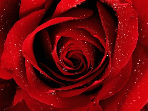 We did not find results for: Red Rose Wallpapers.