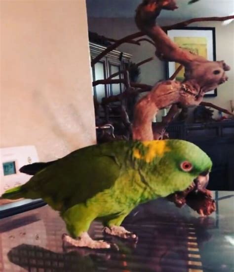 Amazon Parrot Uk