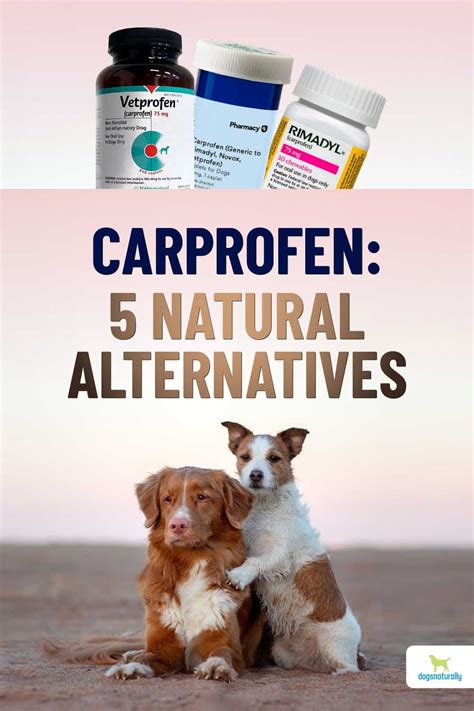 How Long Does Carprofen Take To Work In Dogs