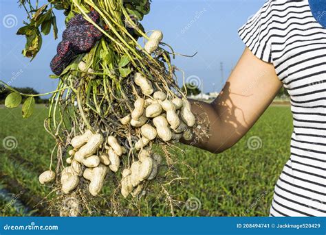 Farmer Harvesting Peanut On Agriculture Plantation Stock Image Image