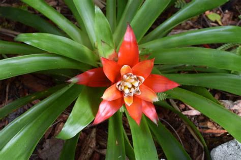 Bromeliad Facts Everything You Need To Know