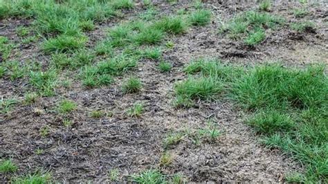 How To Revive Dead Grass And A Dead Lawn What To Avoid Rayagarden
