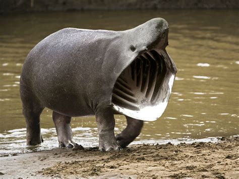 Funny Hybrid Animals The Best 13 Photoshopped Creations