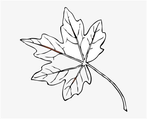 Maple Leaf Outline Vector Fall Leaves Clip Art Png Image