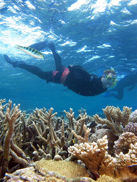 Snorkelling On The Great Barrier Reef Port Douglas