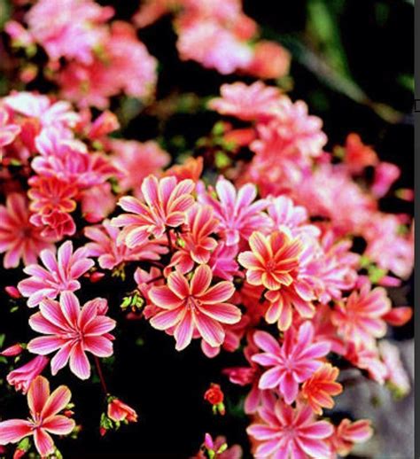 Best Flowering Shrubs For The Pacific Northwest Flower Vgh