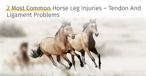 2 Most Common Horse Leg Injuries Tendon And Ligament Problems An Tâm
