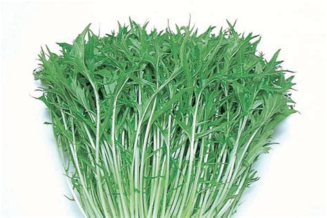 Mizuna Japanese Green Greens Products Vegetables Rupp Seeds