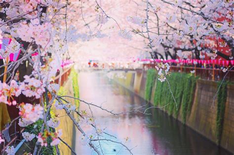 Spring In Japan 10 Best Things To Do In 2019 Japan Travel Guide Jw