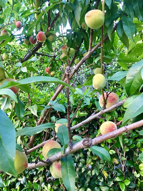 By not having to worry about how she is going to fit everything into the space she has available, a gardener has more time to enjoy the simple acts of planting, tending, and harvesting her fruits and vegetables. The peaches 🍑 are growing. | Fruit, Peach, Growing