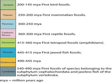 Fossil Record Worksheet Answers Escolagersonalvesgui