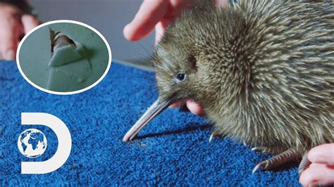 Finding And Hatching A Rare Flightless Kiwi Bird That Amazes Scientists
