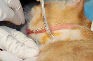 Feeding tubes are good for more than providing food, they can also relieve gas and bloating and reduce nausea and vomiting. Feeding Tube Placement - Texas A&M Veterinary Medical ...