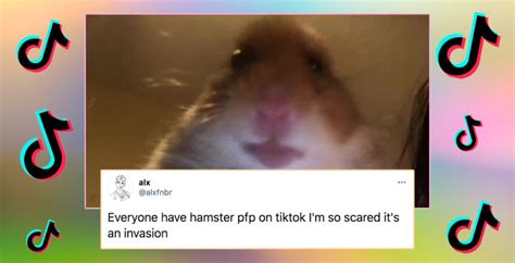 Tiktok Hamster Cult Explained Why Everyone Has Changed