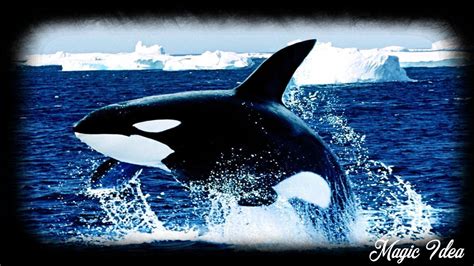 Baby Orca Wallpapers Top Free Baby Orca Backgrounds Wallpaperaccess
