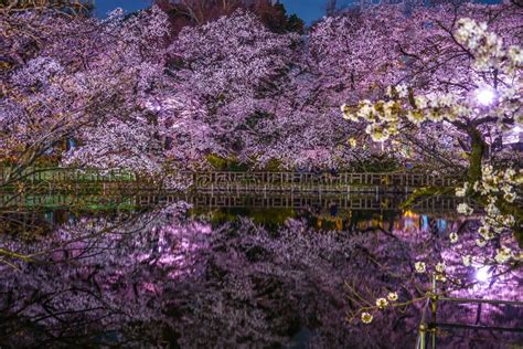 Cherry Blossoms Of Inokashira Park Inokashira Park Stock Photo Image