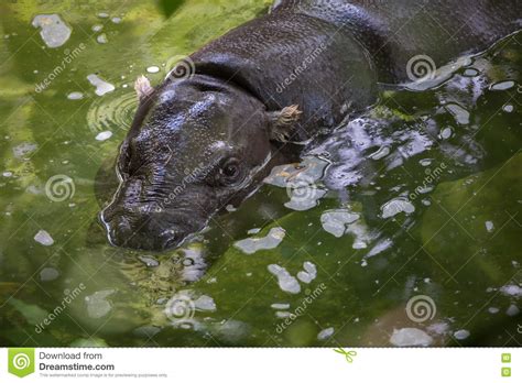 Pygmy Hippopotamus Choeropsis Liberiensis Stock Image Image Of