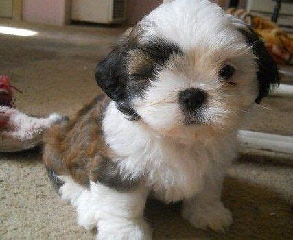 We have four adorable shih tzu puppies in search of their furever families. Shih Tzu Puppies For Sale | Providence, RI #296379