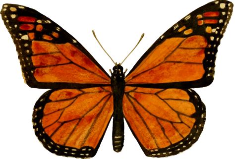 Monarch Caterpillar Clip Art