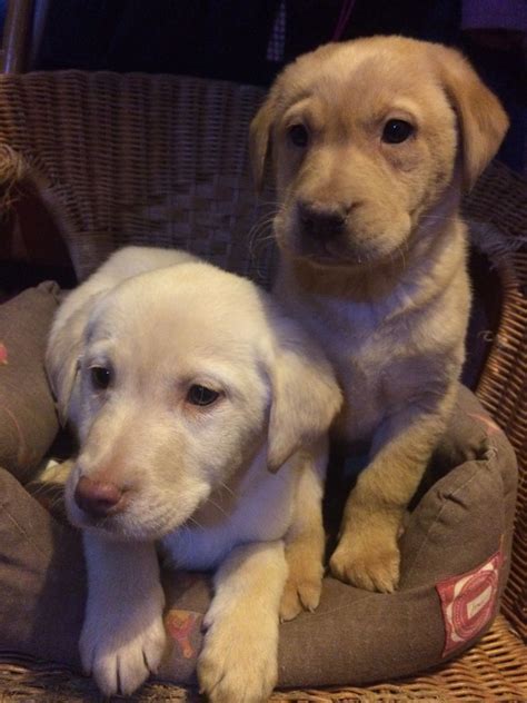Labrador Retriever Puppies For Sale Denver Co 173042