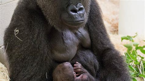Gorilla Gives Birth At Kansas City Zoo Kansas City Star