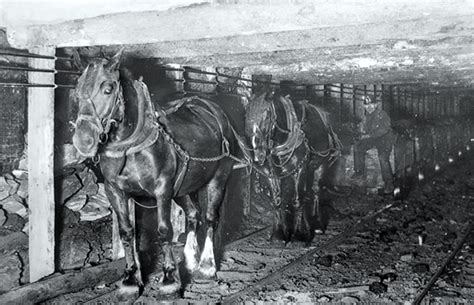 Pit Ponies Pit Horses Pit Pony History Miner Ceri Thompson Canadian