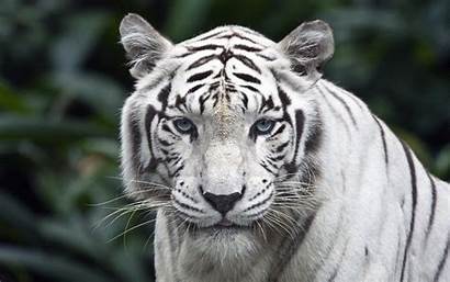 Tiger Wallpapers Animal 4k