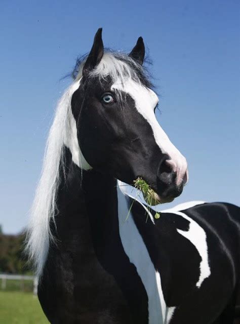 paint  friesian colt sport horse friesian sport horse fri flickr