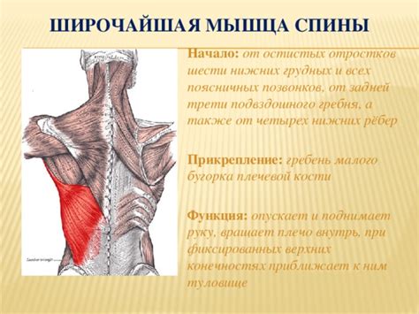 Трапециевидная мышца спины анатомия картинки