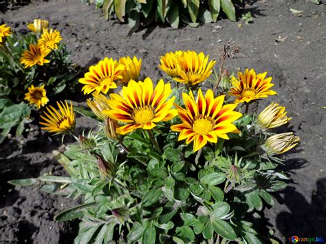 Fotografie dei fiori spontanei, immortalati nel suo ambiente naturale. Fiori Gialli E Neri