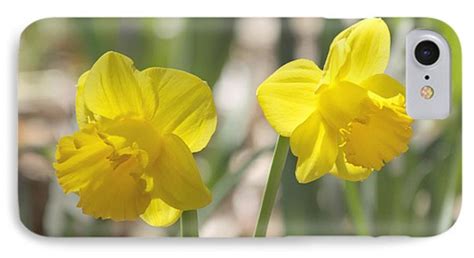 Yellow Daffodil Flowers Photograph By Kim Hojnacki
