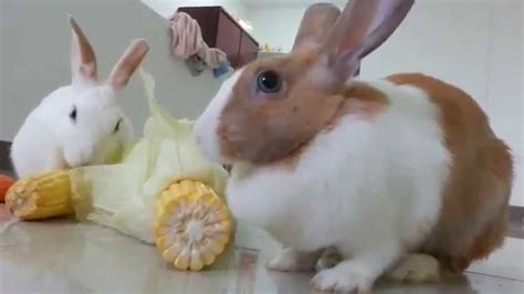 My Cute Rabbits Eating Corn Youtube
