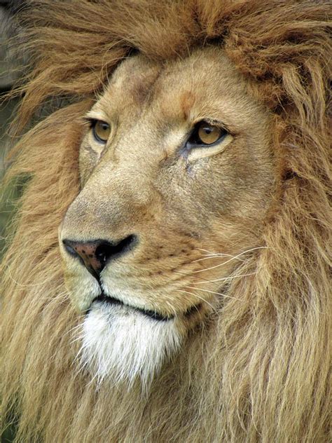 African Lion Male Mane Attraction 02 Photograph By Pamela Critchlow
