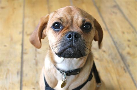 Puggle Puppies Facts