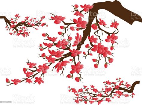 Chinese New Year Sakura Flowers Background Cherry Blossom Isolated